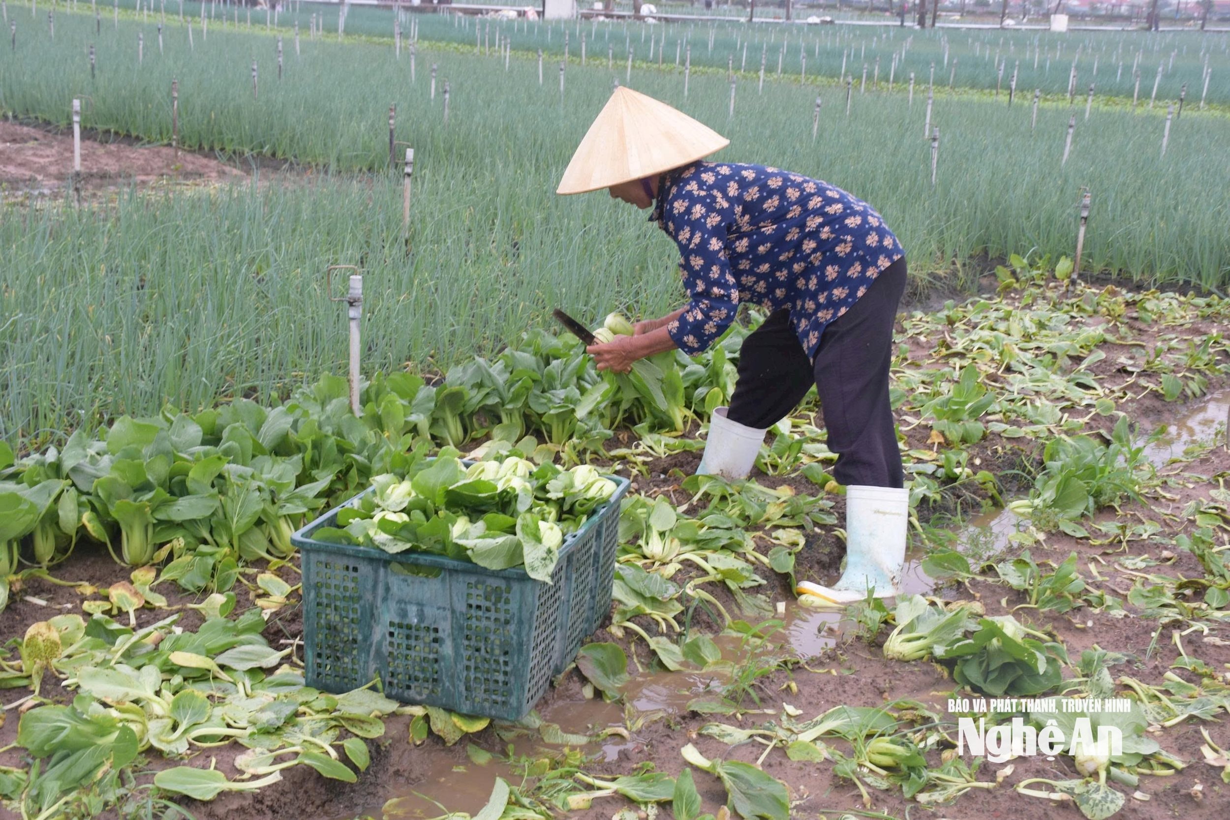 Chủ động thu hoạch rau trước khi nước lũ về. Ảnh: T.P