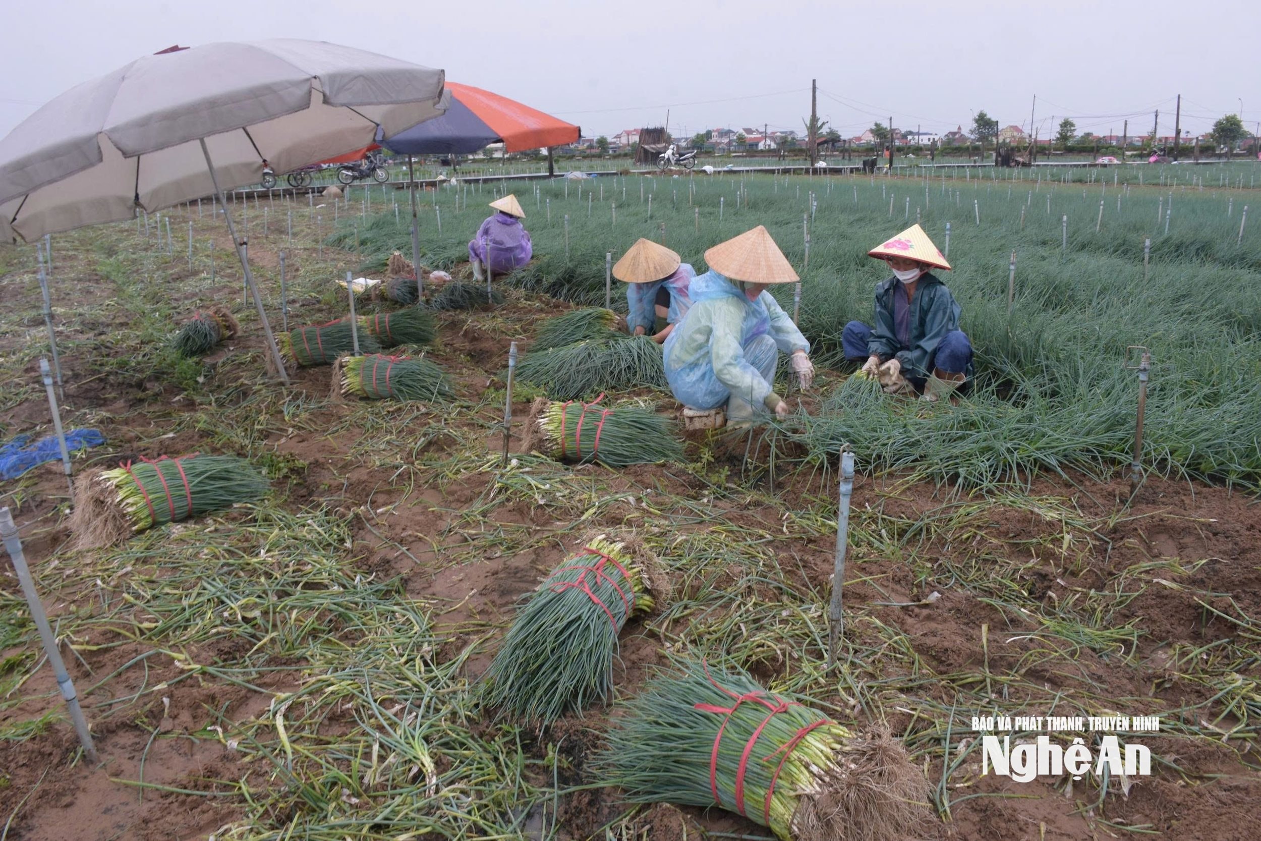 Mặc dù có mưa nhưng bà con vẫn tranh thủ ra đồng thu hoạch hành bị ngã đổ. Ảnh: T.P