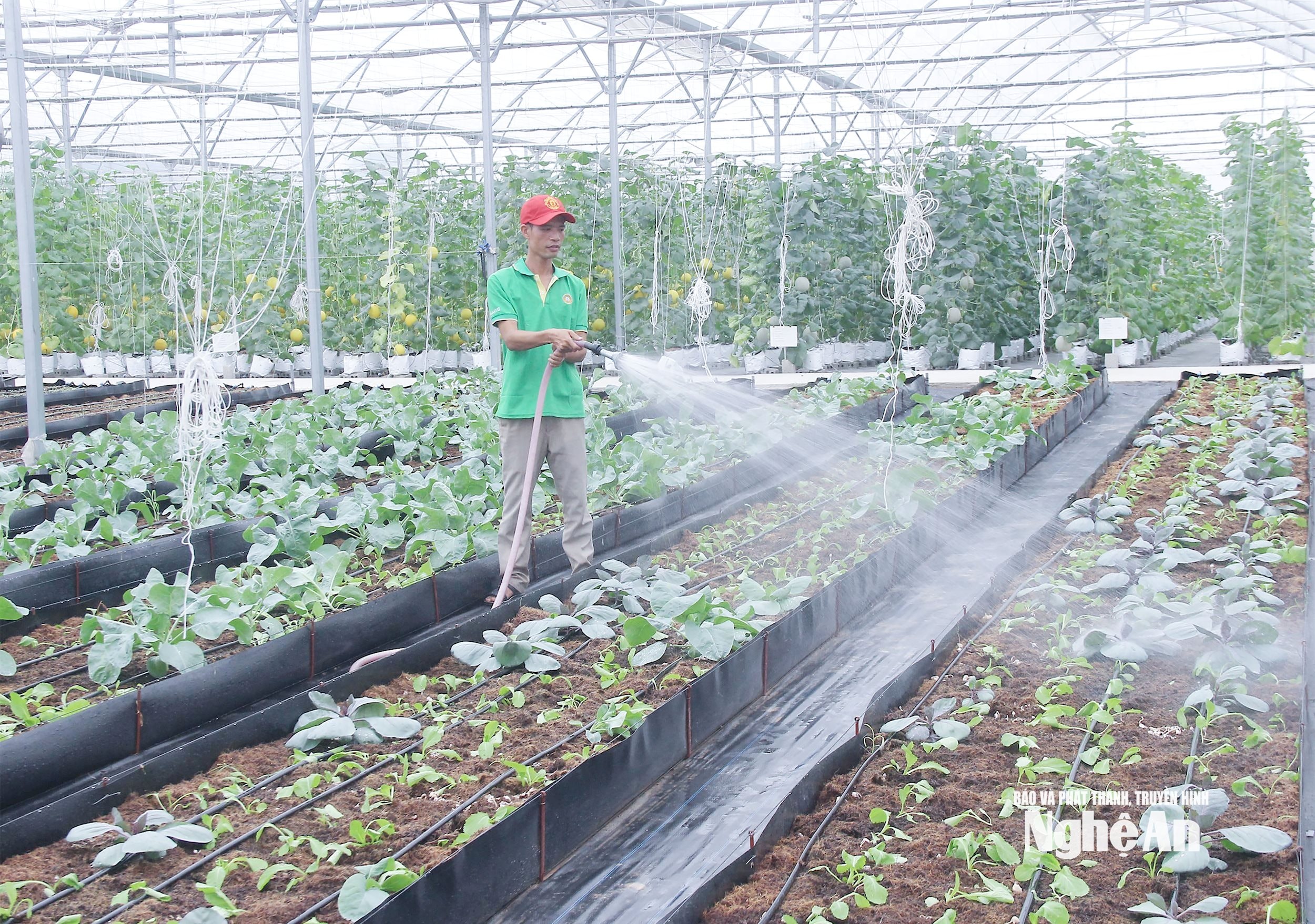 Mô hình nông nghiệp sạch tại xã Quỳnh Lưu. Ảnh: Mai Hoa