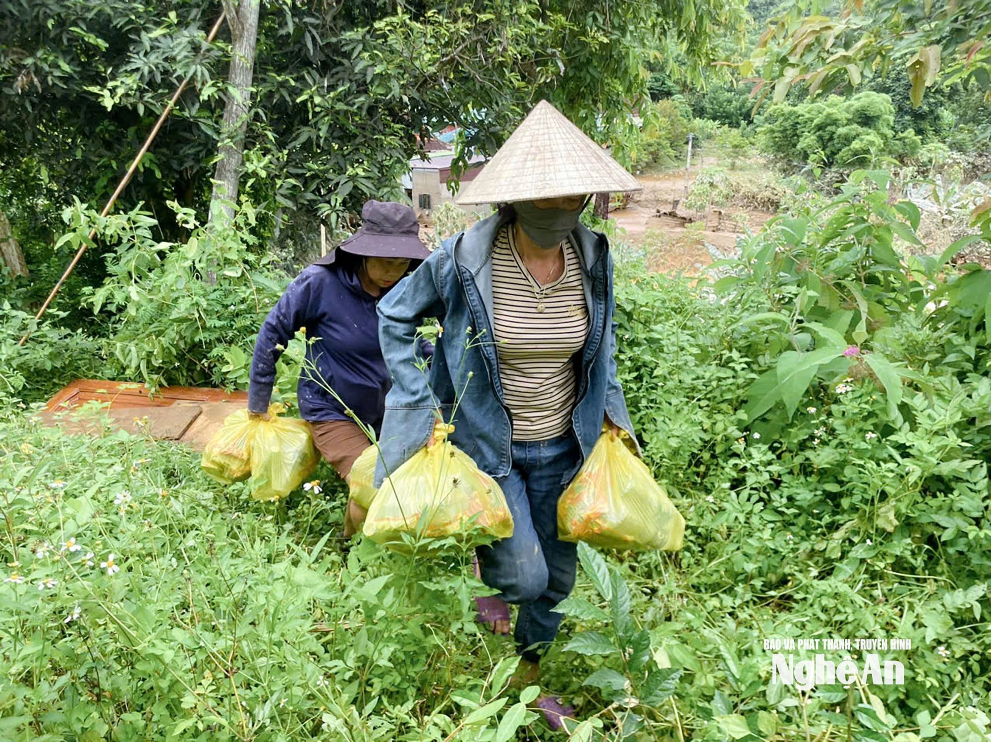 Tương Dương 5