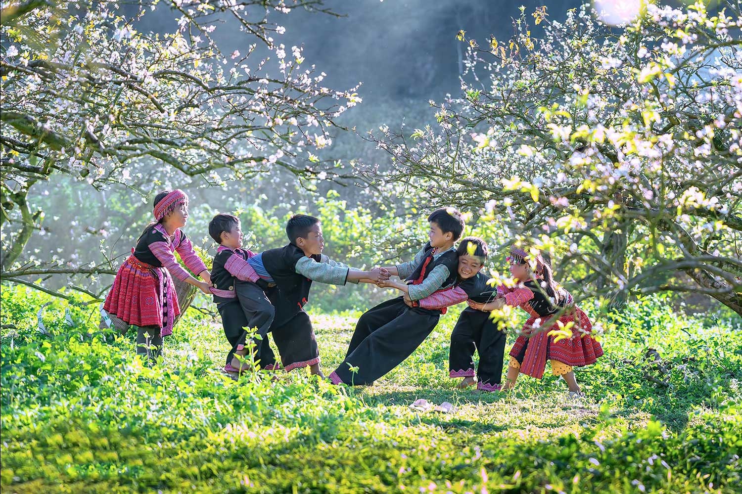 Tour Mộc Châu 2 ngày 1 đêm: Thỏa sức hái mận tại vườn