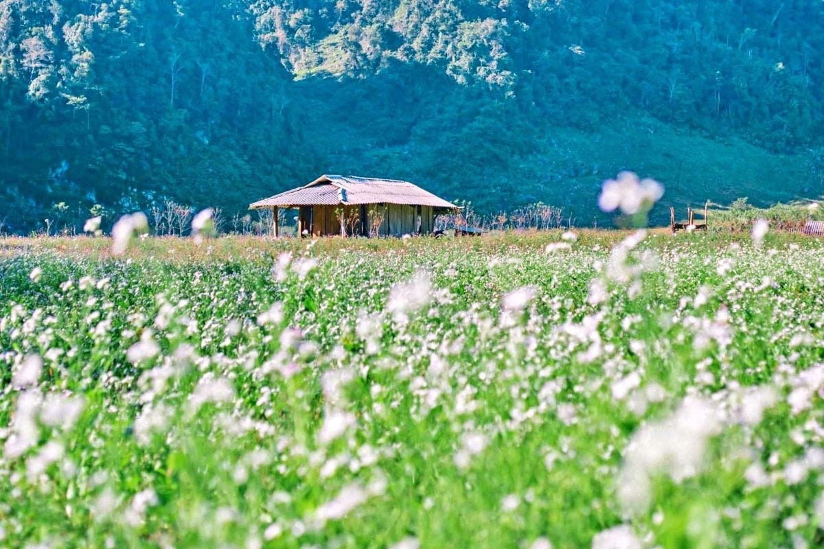 Tour Mộc Châu 2 ngày 1 đêm: Thỏa sức hái mận tại vườn