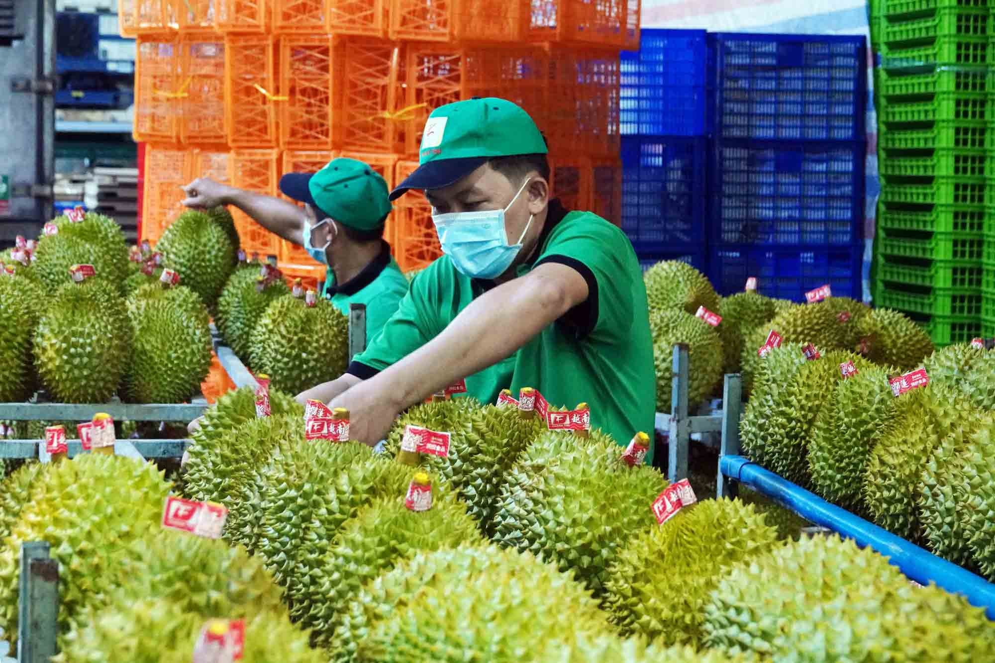 Thêm nhiều nước nhập khẩu sầu riêng Việt Nam