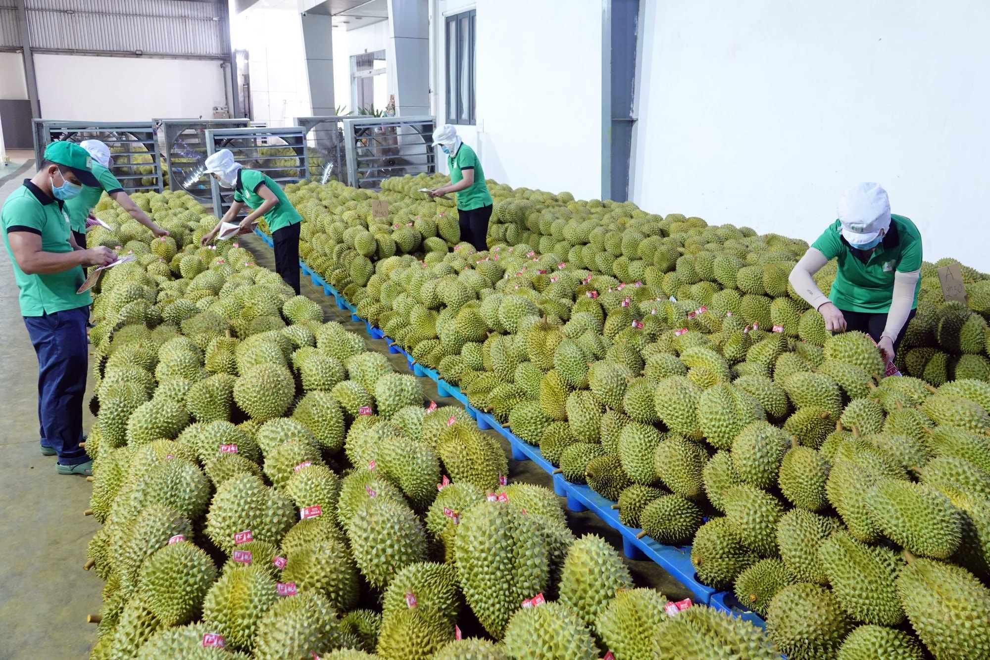 Chỉ mình Việt Nam còn sầu riêng tươi để bán