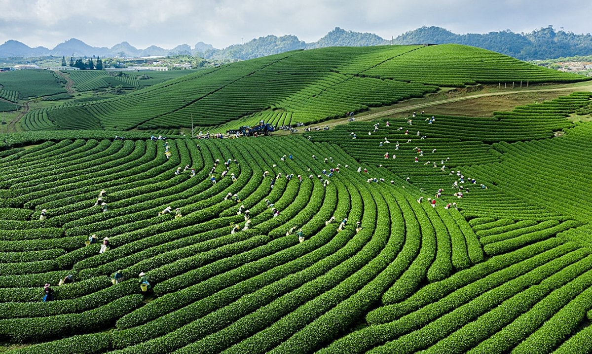 Tour Mộc Châu 2 ngày 1 đêm: Thỏa sức hái mận tại vườn