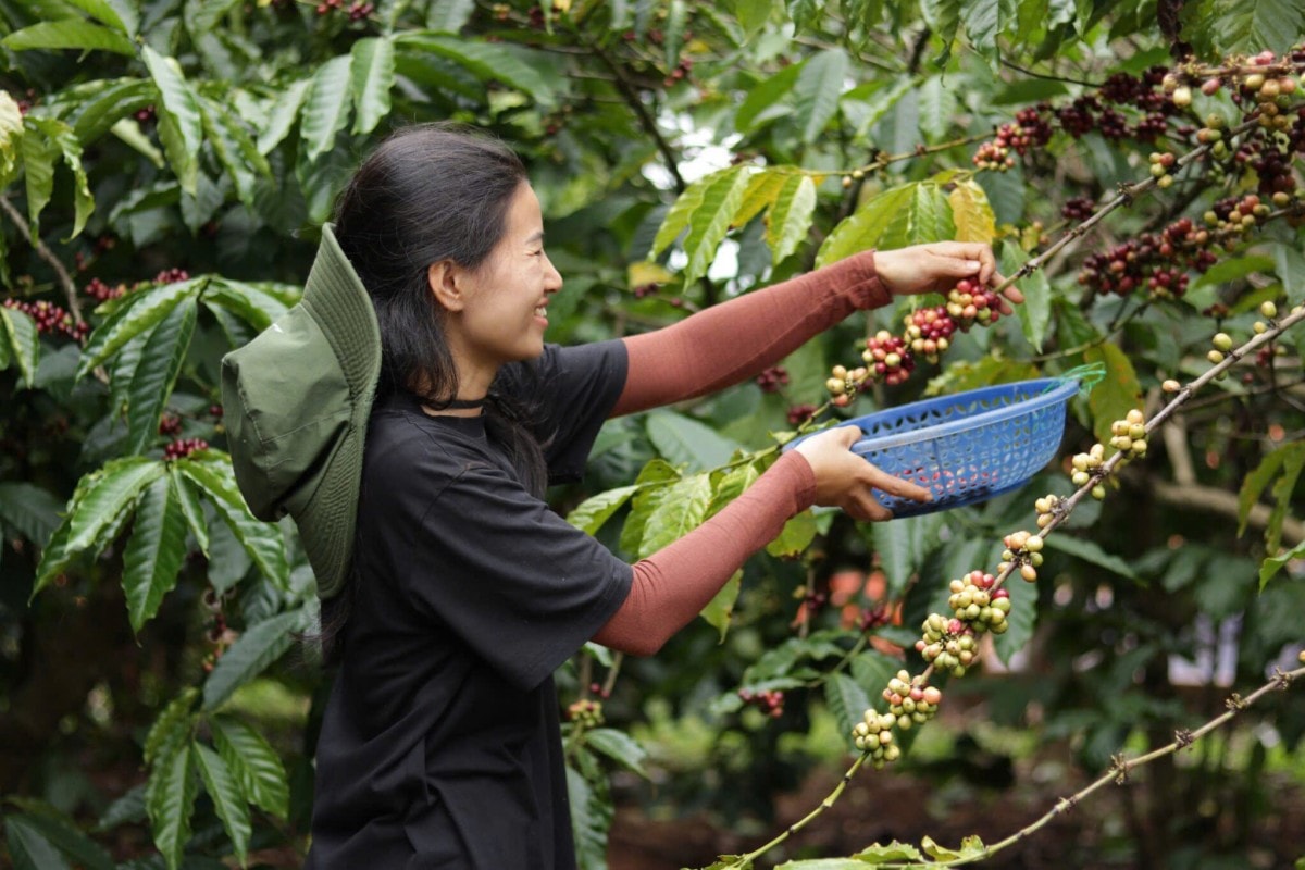 Giá cà phê hôm nay 27/7/2025: Giảm mạnh ngày cuối tuần