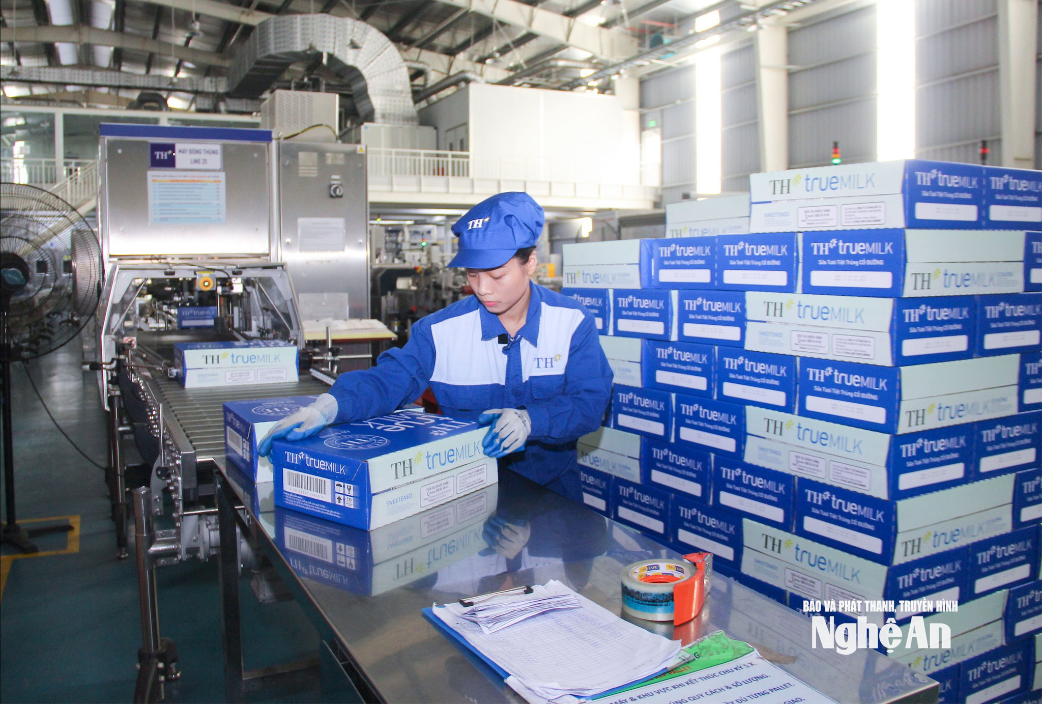  Đóng gói sản phẩm sữa TH. Ảnh Mai Hoa