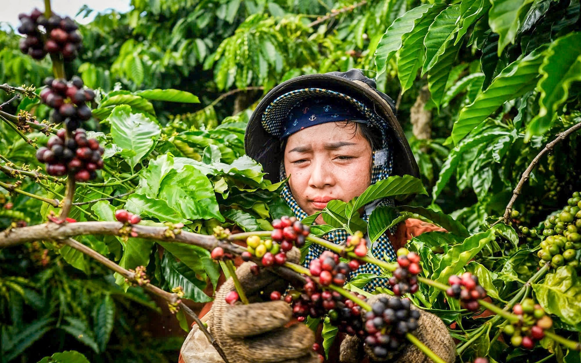 Giá cà phê hôm nay 29/7/2025: Tiếp tục tăng nhẹ