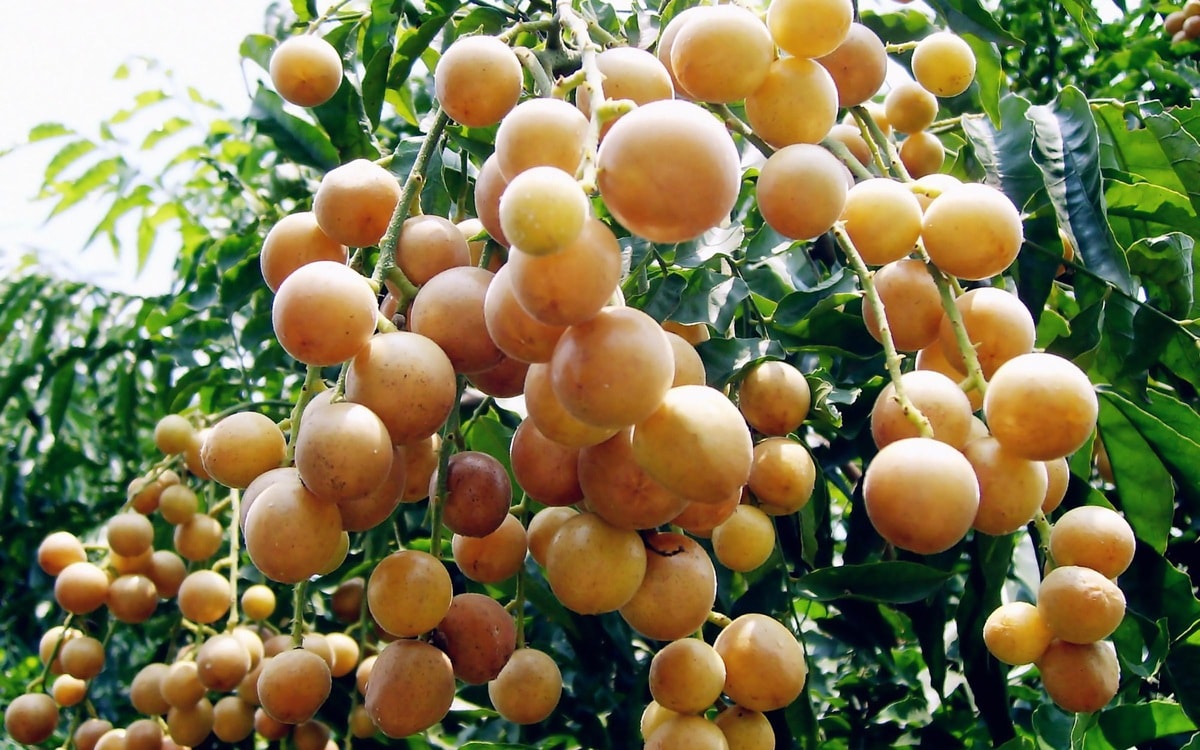 Cách làm nước quất hồng bì mật ong giải nhiệt mùa hè