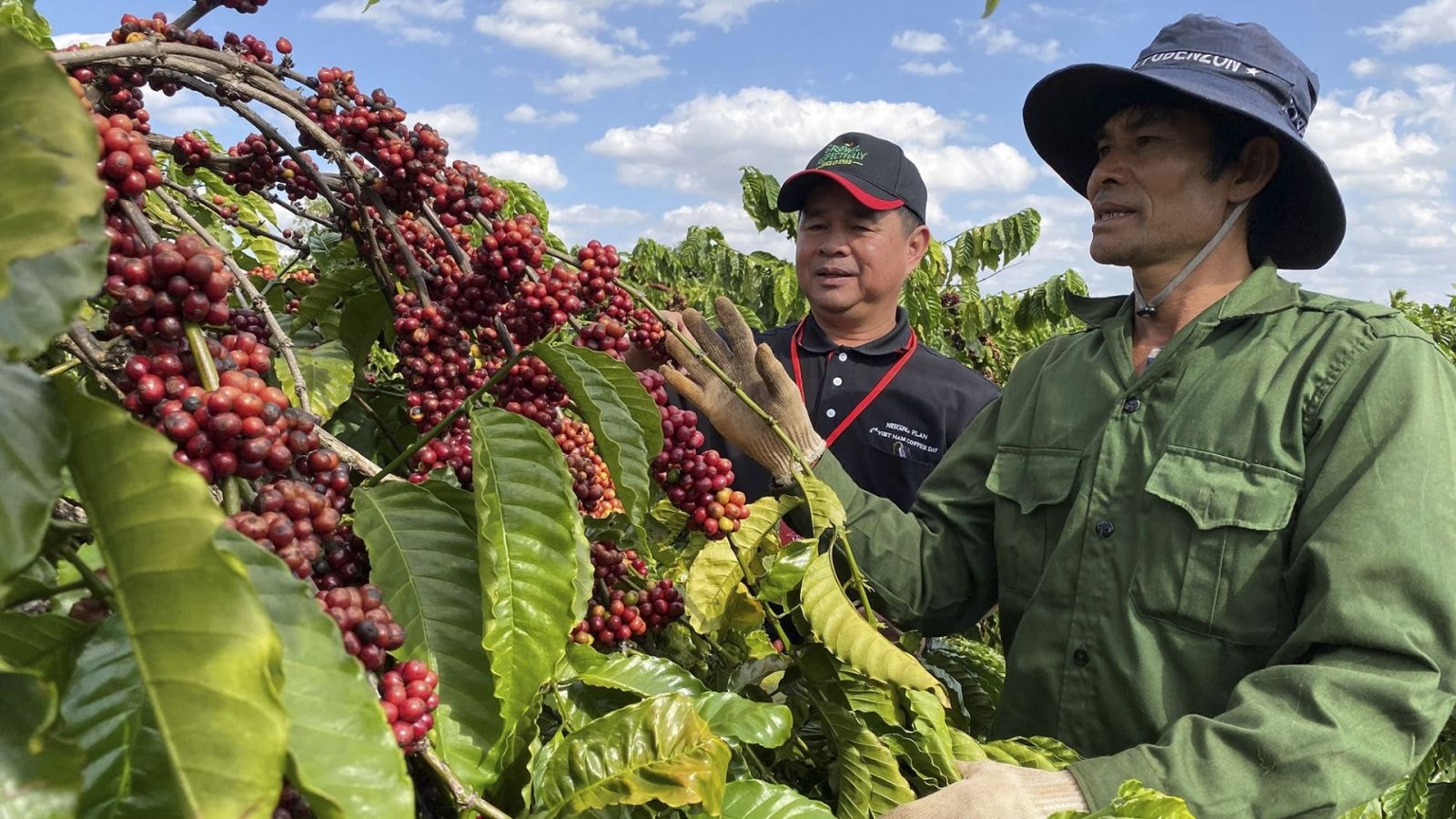 Coffee price today July 31: Slight increase for 3 consecutive days