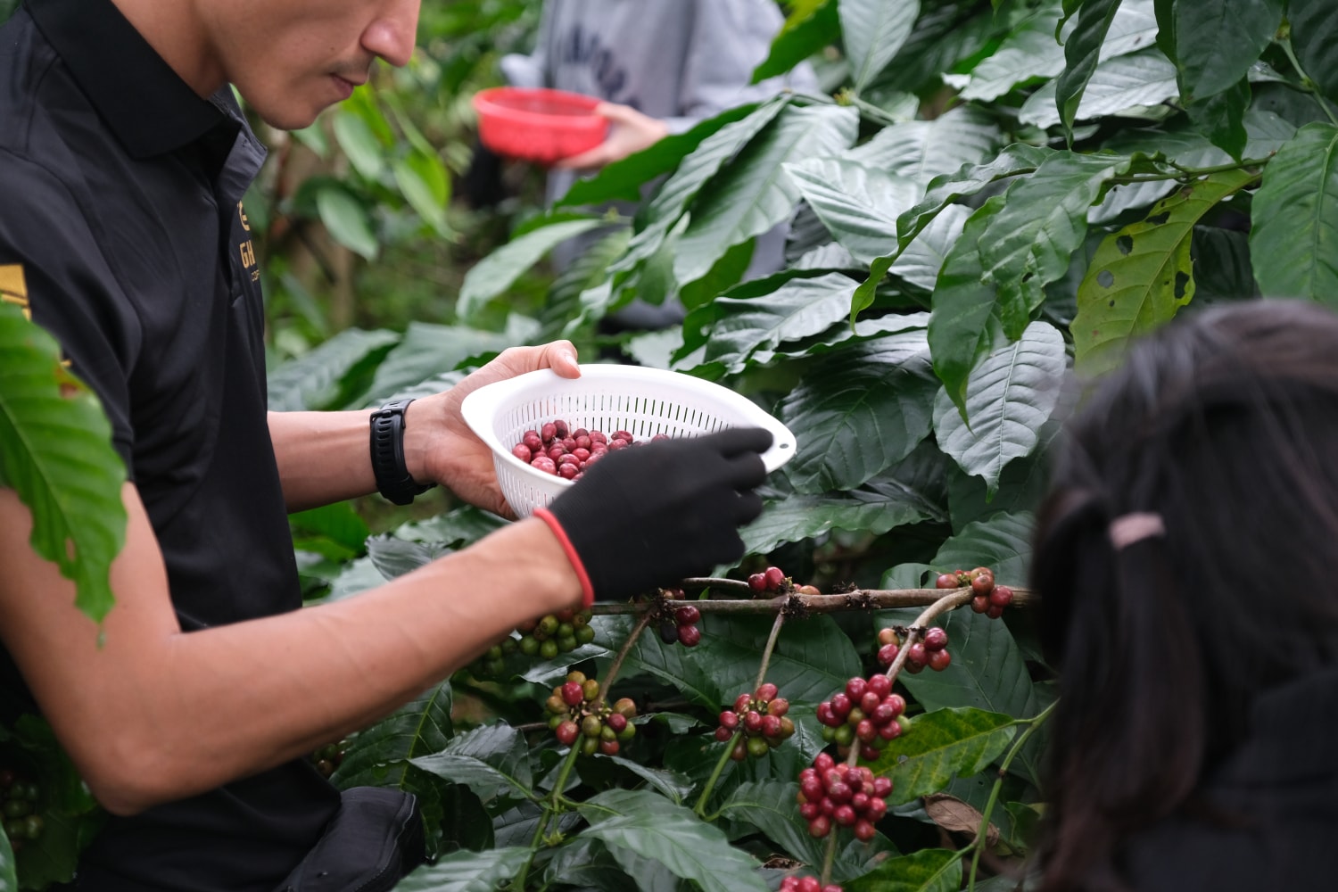 Coffee price today August 1, 2025: Increased to nearly 100,000 VND