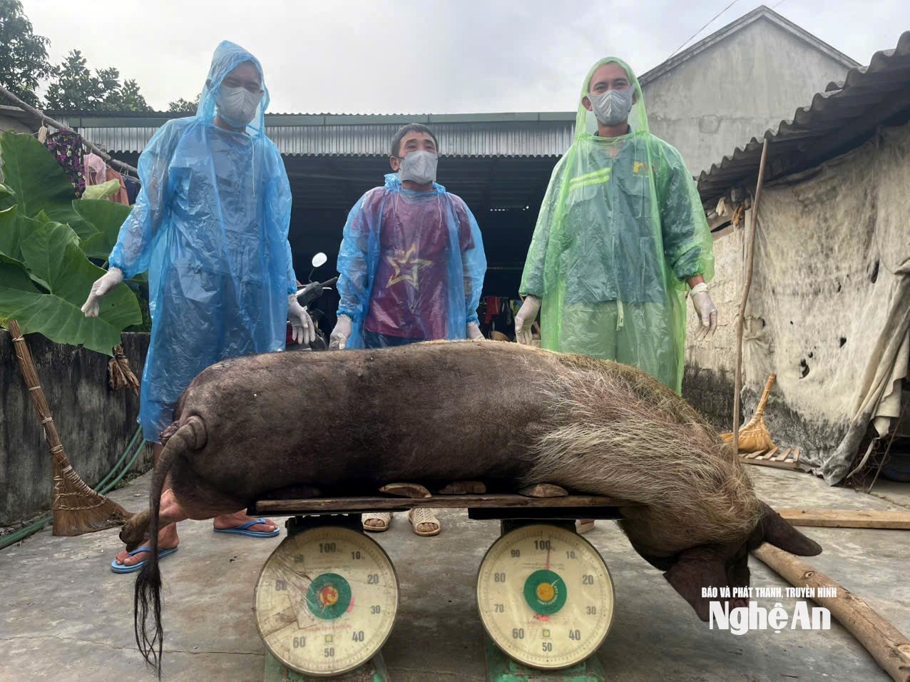 Lợn chết do nhiễm dịch tả lợn châu Phi được chính quyền địa phương thống kê và cân cụ thể từng gia đình. Ảnh: XH