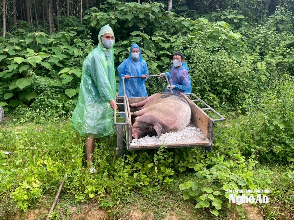 lợn 4