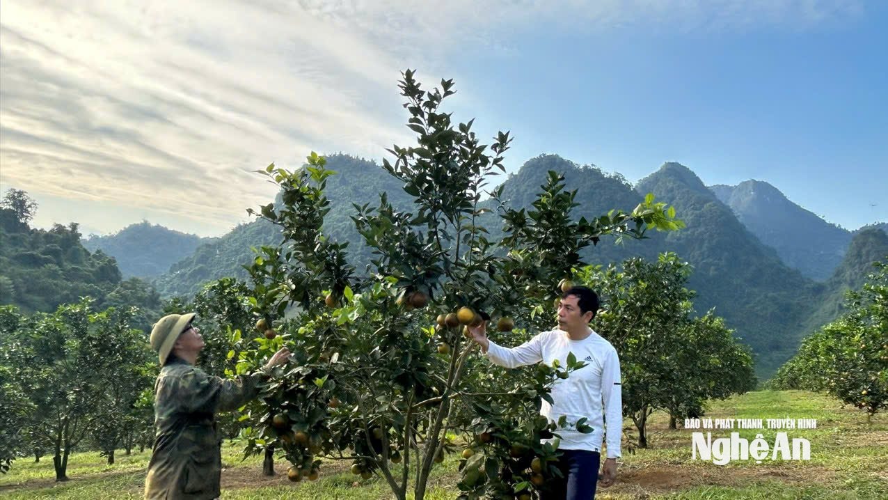 Ông Trịnh Xuân Giáo bên những cây cam đã cho thu hoạch.