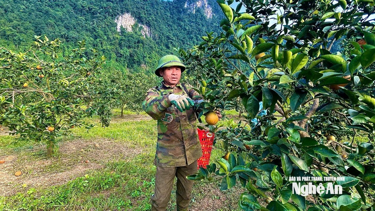 Thu hoạch cam Thiên Sơn ở xã Môn Sơn..