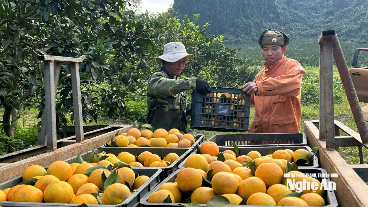 Thu hoạch cam Thiên Sơn ở xã Môn Sơn.