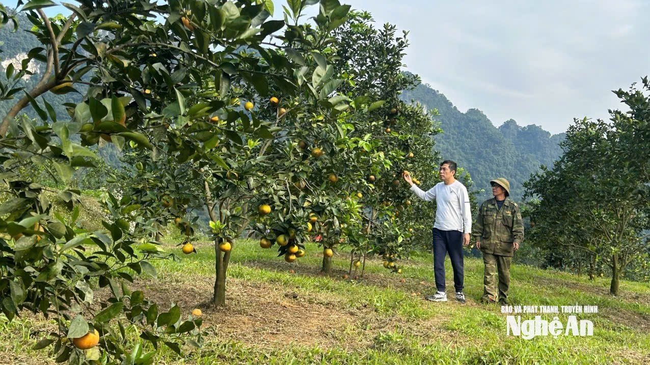 Trang trại cam Thiên Sơn - Nghệ An..