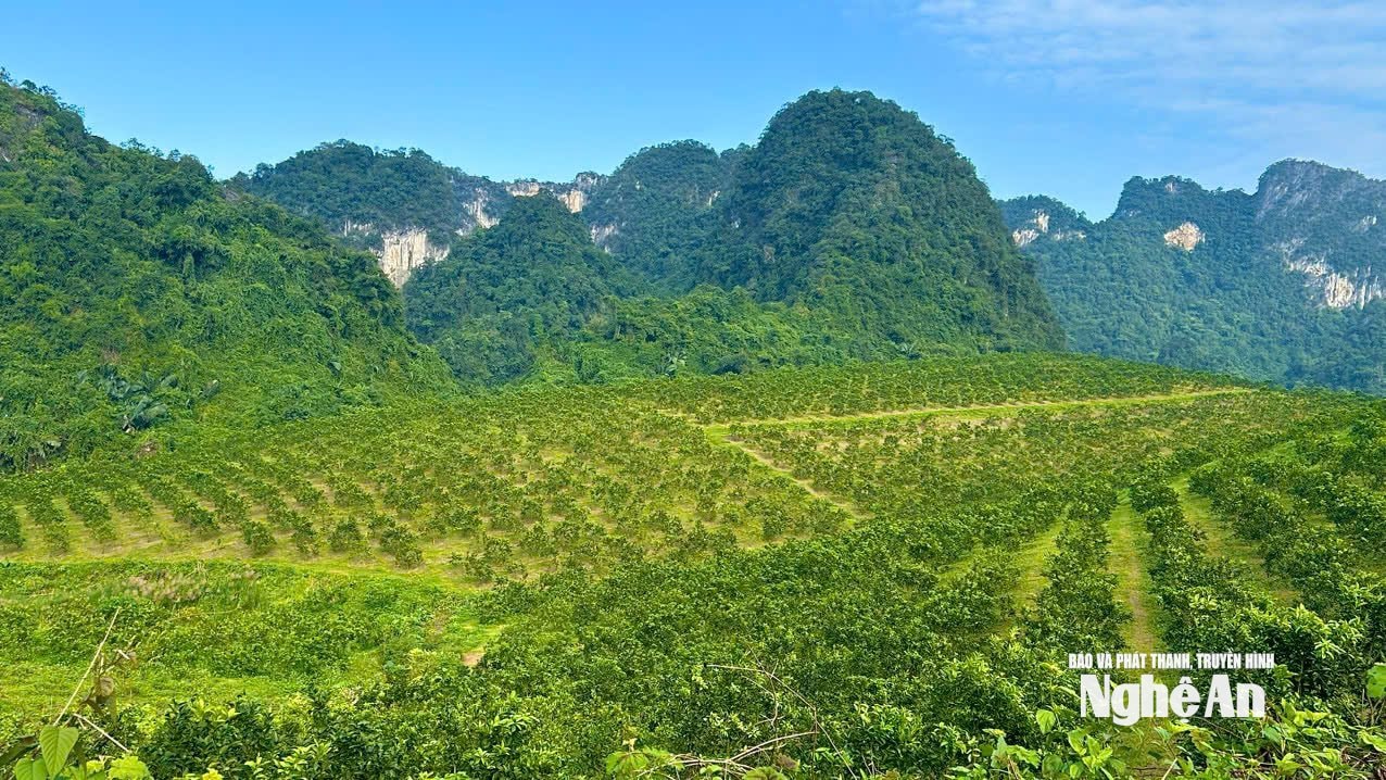 Trang trại cam Thiên Sơn - Nghệ An.