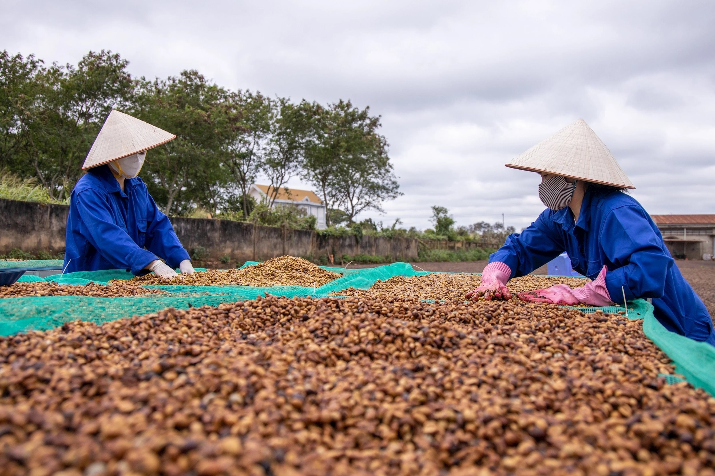 Giá cà phê hôm nay 4/8/2025: Tuần qua tăng mạnh