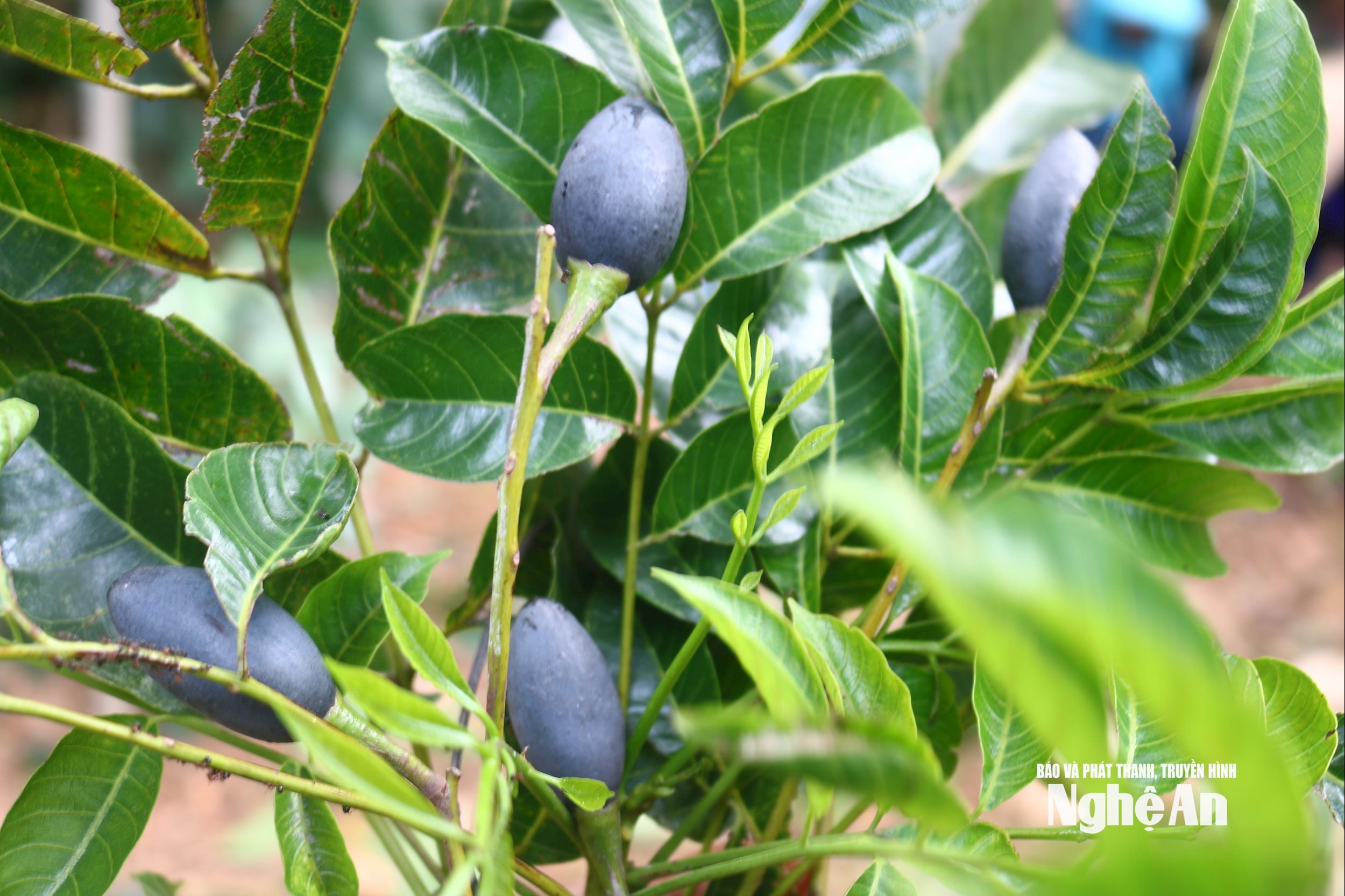 Cuando la fruta es nueva, es verde; al madurar, se vuelve negra y se cubre con una capa de polvo blanco. La temporada de cosecha del canario negro es de julio a octubre. Actualmente, la mayor parte de la fruta del canario en la granja se ha vendido a comerciantes. El Sr. Nguyen Van Giap, de la comuna de Tam Dong (comuna de Thanh My, antiguo distrito de Thanh Chuong, Th), comentó: «La mitad del huerto de canario de su familia se vendió a comerciantes por 20 millones de VND; ahora está maduro y listo para ser cosechado». Foto: Huy Thu