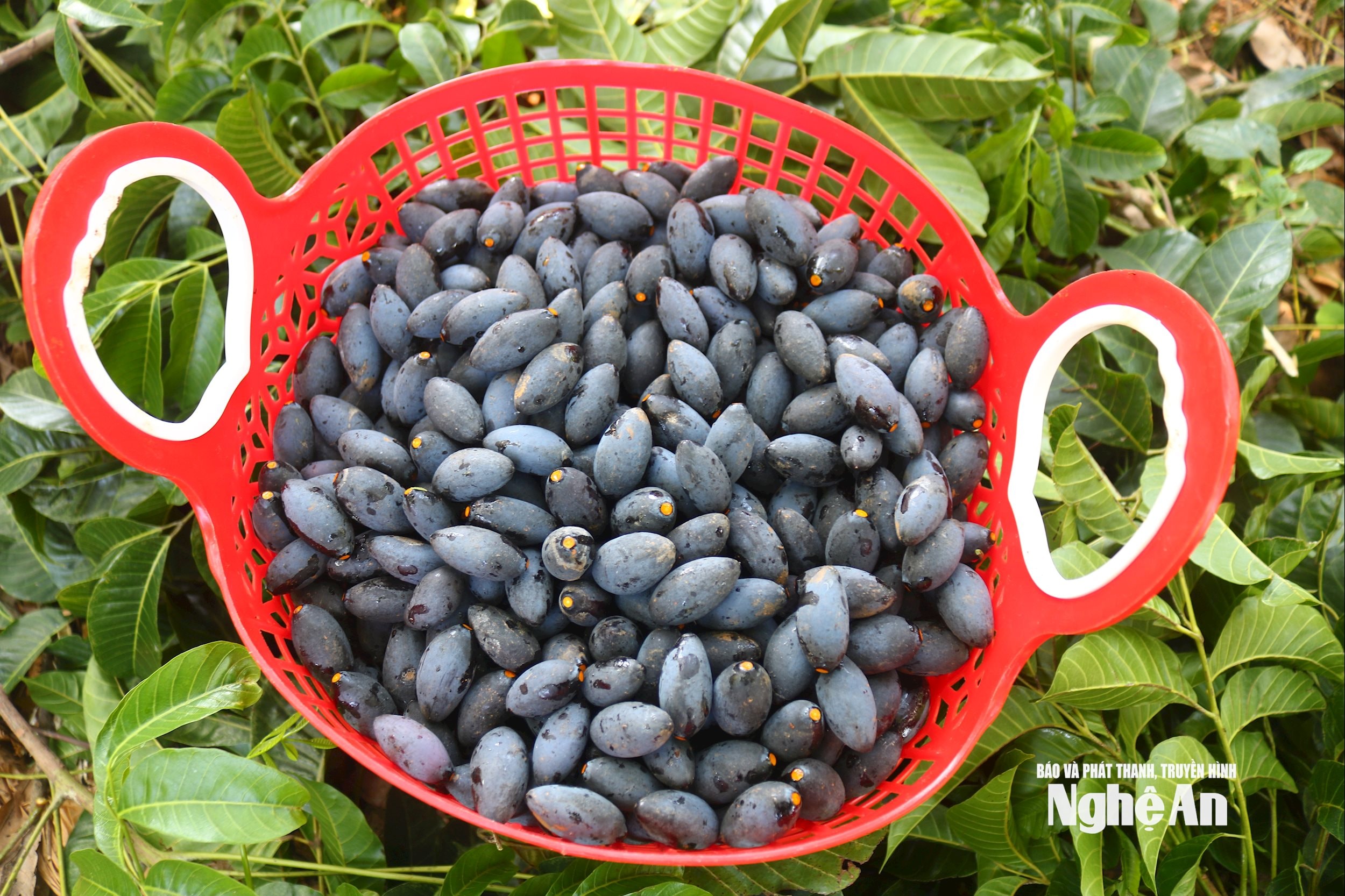 Las ciruelas negras se encuentran en muchas comunas de distritos antiguos como Anh Son, Nam Dan, Do Luong, Tan Ky... pero se concentran principalmente en el antiguo distrito de Thanh Chuong, con una producción estimada de varios cientos de toneladas de fruta al año. Las ciruelas negras son deliciosas, grasosas, tienen un sabor característico, se pueden preparar en muchos platos atractivos y son muy apreciadas por la gente. Foto: Huy Thu