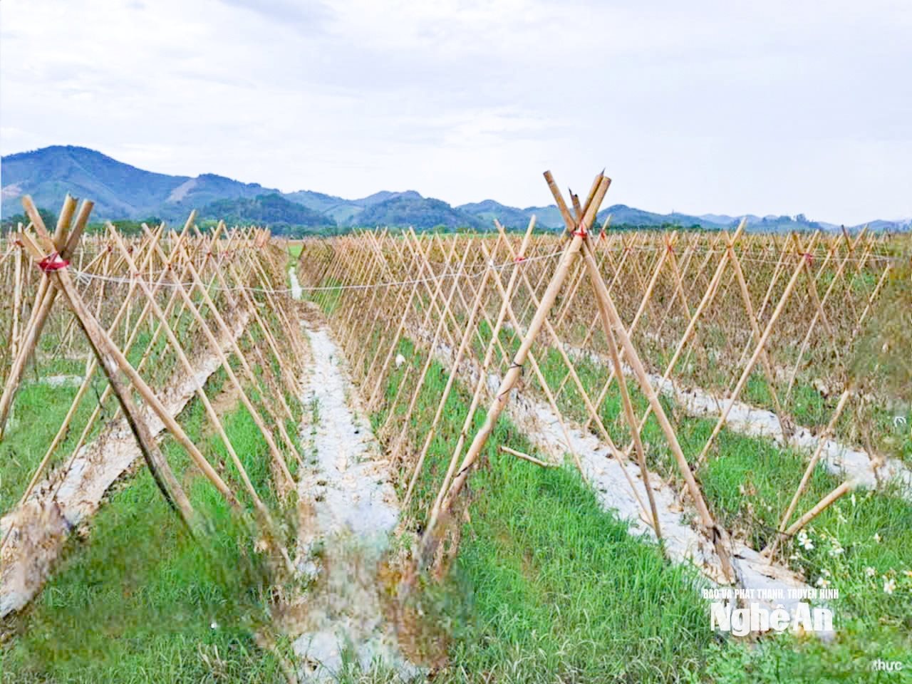 bí chết