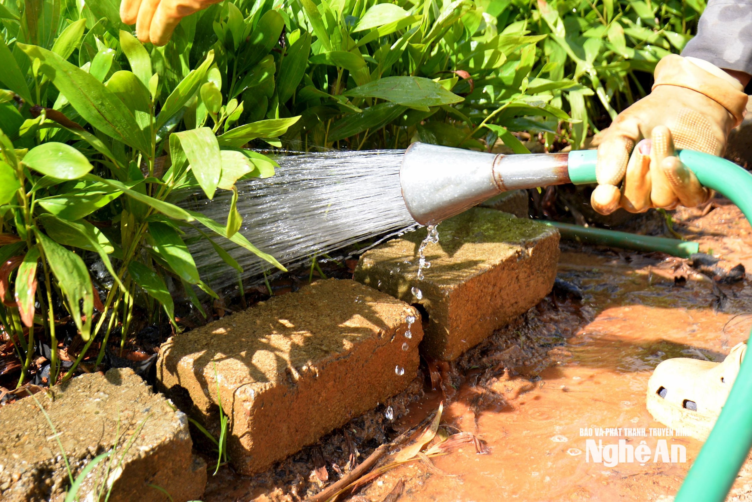 Với cách tưới thủ công bằng vòi hoa sen, bà con tưới trực tiếp vào bầu cho no nước sau mỗi lần tưới. Ảnh: Xuân Hoàng 