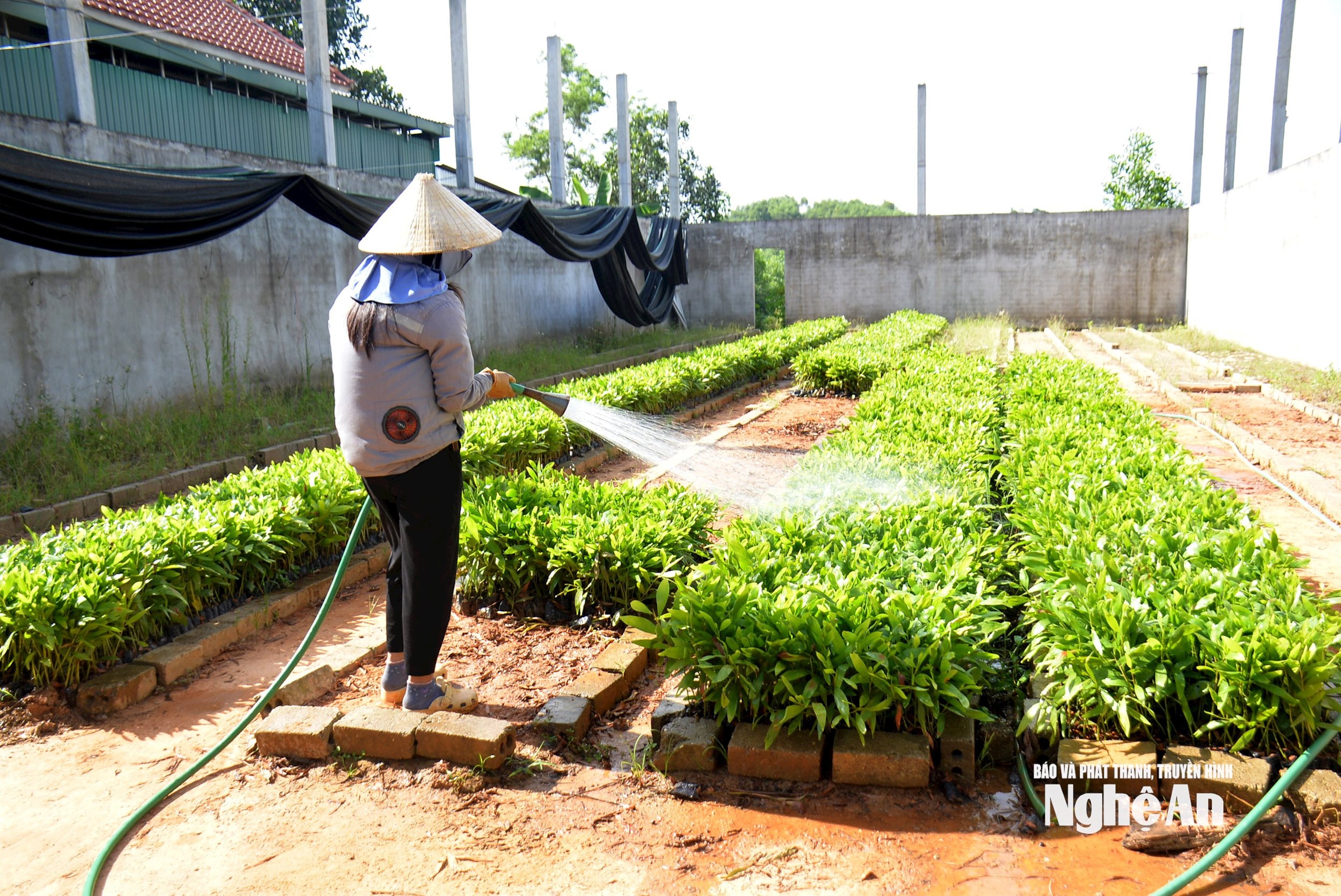 Với gia đình chị Trần Thị Thu, cũng ở xóm Châu Nam, không lắp đặt hệ thống tưới béc mà tưới thủ công bằng vòi cầm tay. Theo chị Thu, mặc dù tưới bằng phương pháp thủ công vất vả hơn, nhưng mỗi lần tưới đậm nước, bầu đất no nước, nên mỗi ngày chỉ tưới 2 lần vào những ngày nắng nóng này. Ảnh: Xuân oàng