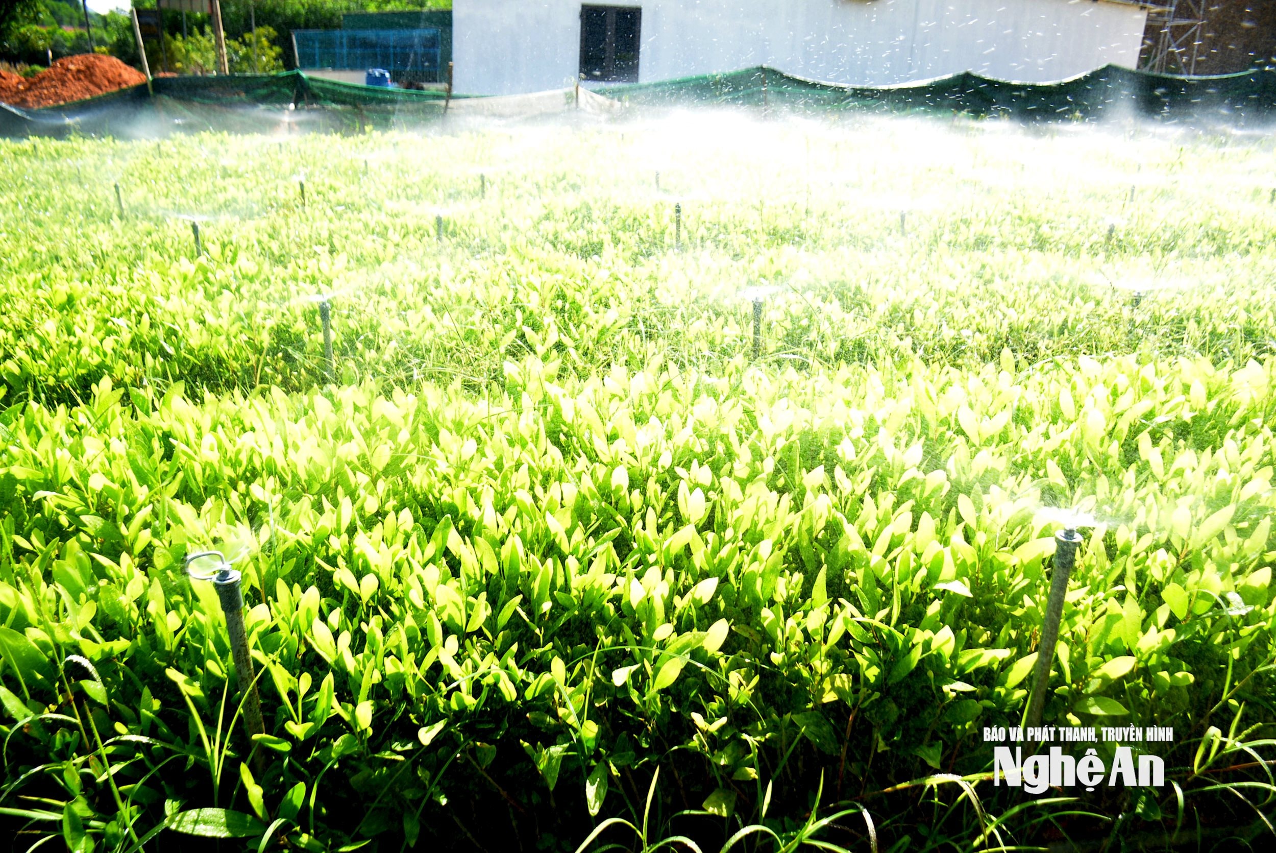 Ông Nguyễn Văn Chinh, chủ cơ sở ươm giống ở xóm Châu Nam, xã Nghĩa Hành, chia sẻ: “Đợt nắng này nhiệt độ có ngày lên đến 41 độ, nếu không có biện pháp bảo vệ thì cây giống dễ chết héo, thiệt hại hàng chục triệu đồng. Giải pháp của gia đình ông Chinh là vận hành hệ thống tưới béc phun mưa liên tục trong ngày. Ảnh: Xuân Hoàng