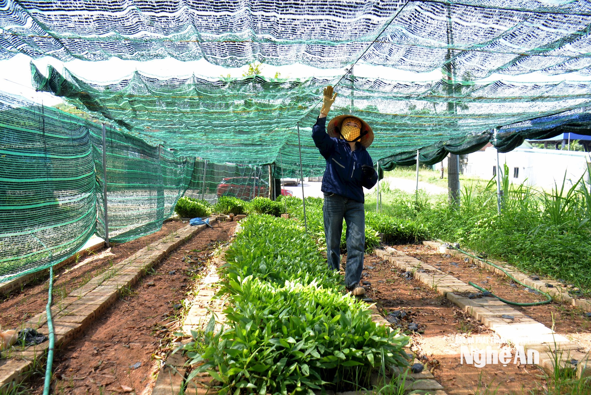 Ngoài ra, nhiều hộ dân còn áp dụng lưới che cho vườn ươm. Bà Nguyễn Thị Minh -chủ vườn ươm ở xã Nghĩa Hành cho biết, toàn bộ vườn ươm 400 m2 đều được che phủ lưới, giúp giảm bức xạ nhiệt và tránh hiện tượng cháy lá non. Do được che lưới nên mỗi ngày chỉ cần tưới 1 lần đậm nước là đủ độ ẩm cho cây giống phát triển. Ảnh: Xuân Hoàng
