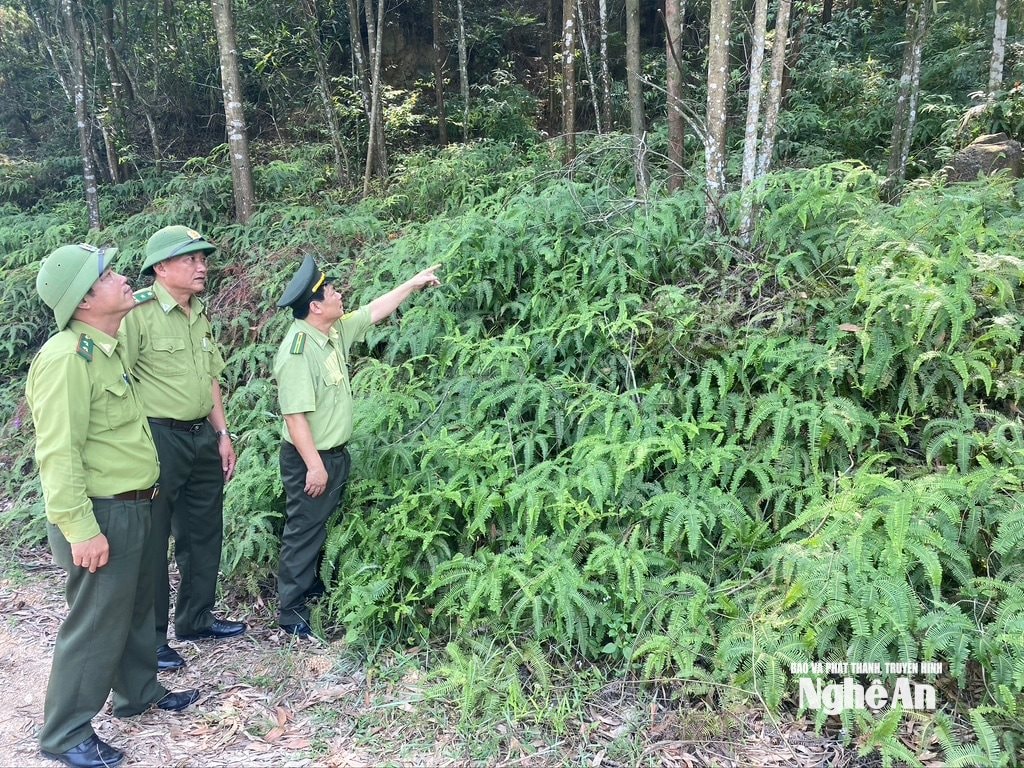 van truong m467