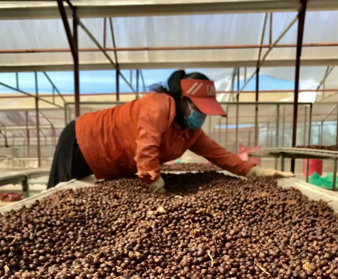 Coffee price today August 6, 2025: Strong increase to over 100,000 VND