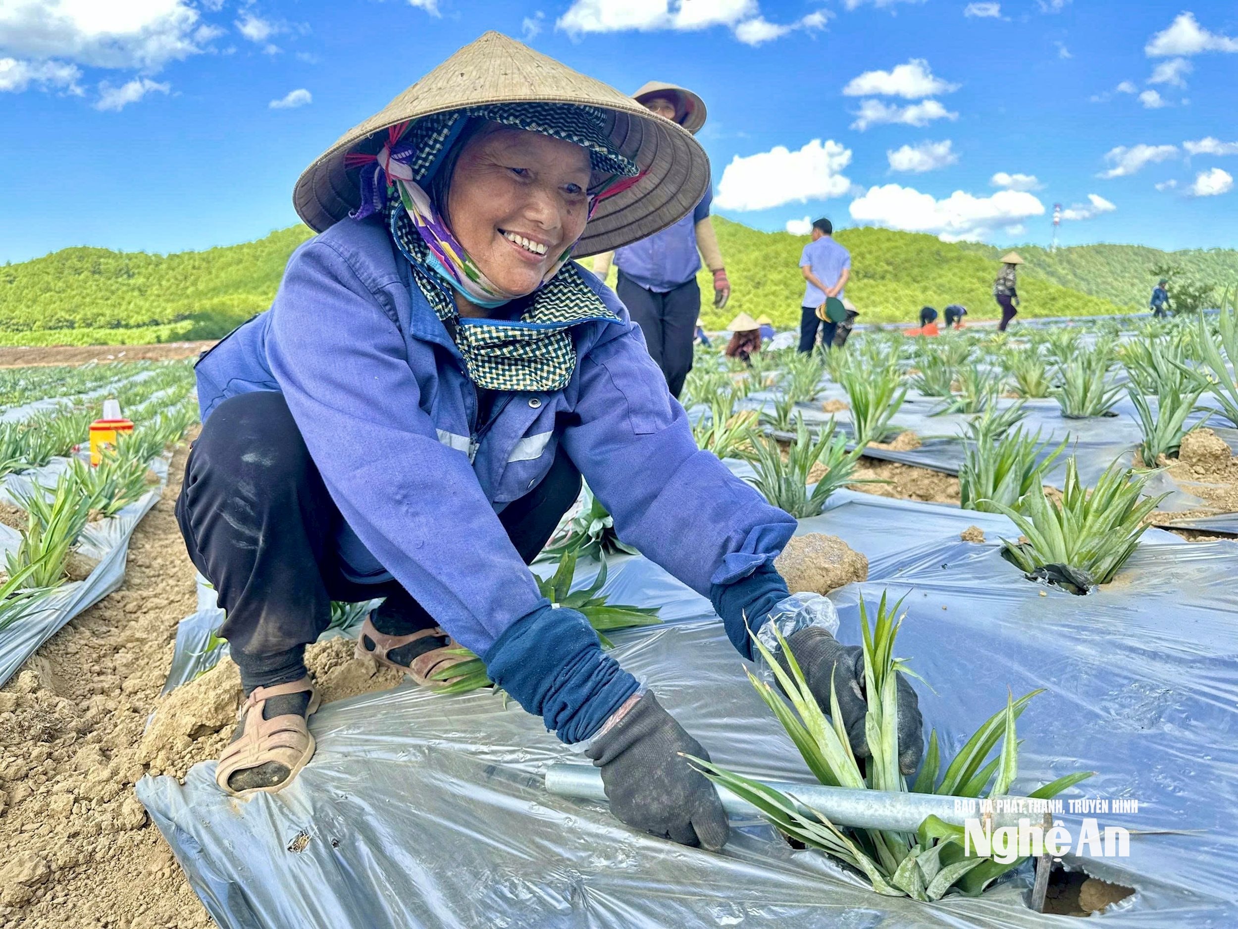  dứa. Ảnh- Phú Hương