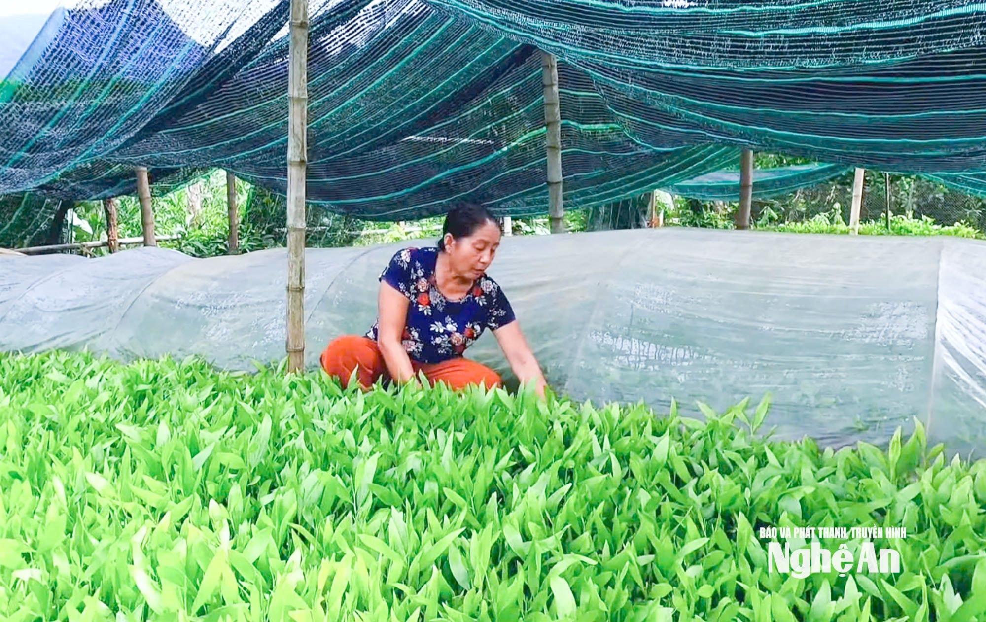 Mô hình trồng keo giống tại xã Tiền Phong