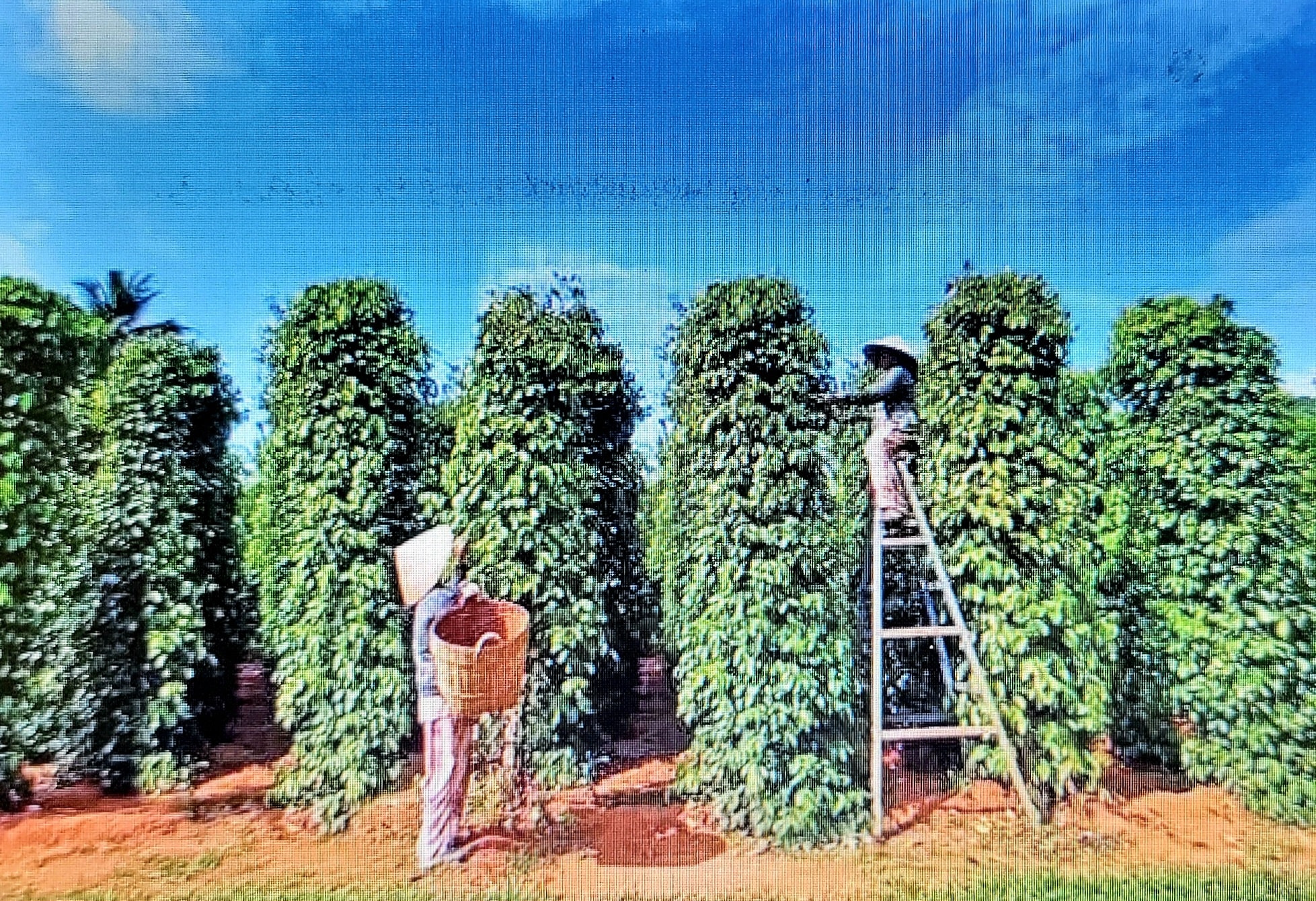 Giá tiêu hôm nay 7/8/2025: Giữ giá mức cao