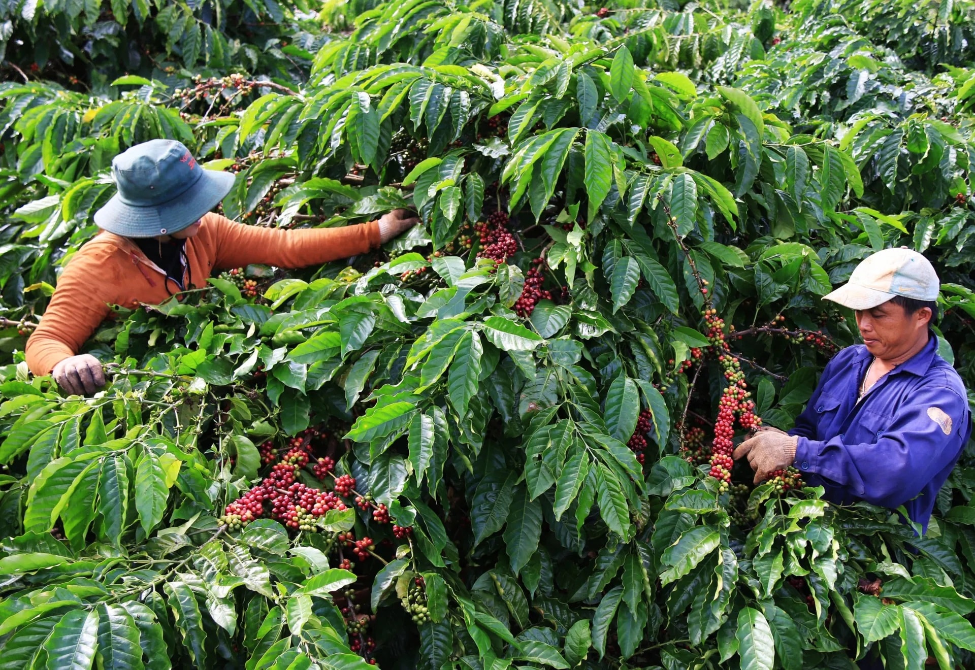 Giá cà phê hôm nay 8/8/2025: Quay đầu giảm nhẹ