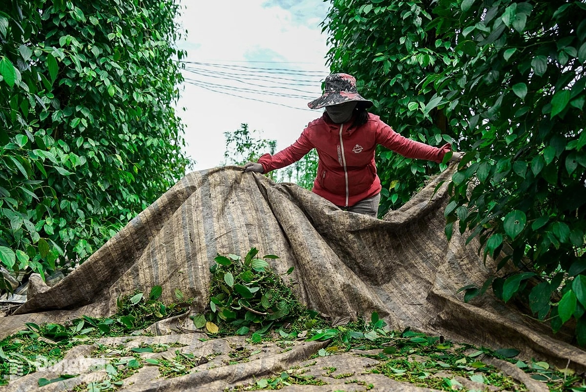 Giá tiêu hôm nay 8/8/2025: Đắk Lắk tăng nhẹ