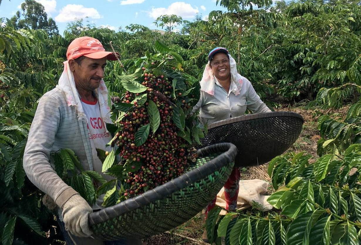 Thị trường cà phê Trung Quốc hưởng lợi từ căng thẳng thương mại Mỹ - Brazil