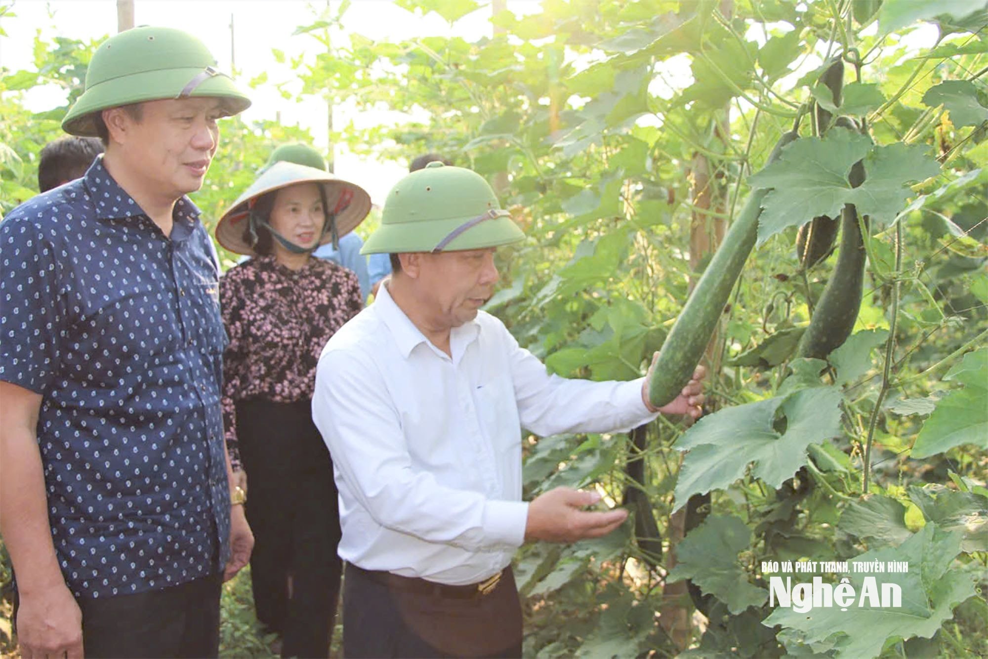 Lãnh đạo tỉnh Nghệ An và xã Xuân Lâm kiểm tra mô hình sản xuất bí xanh hàng hoá. Ảnh
