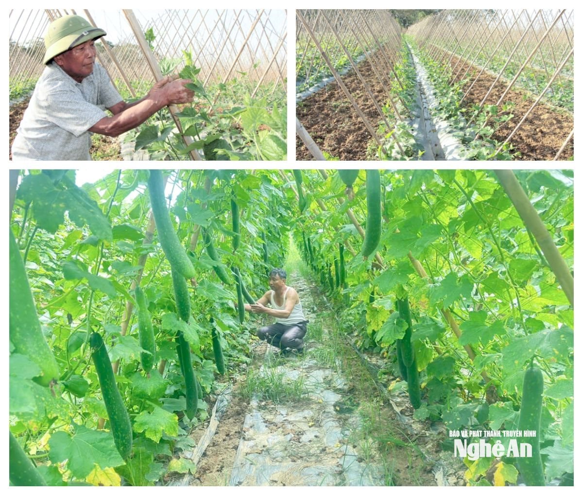 Mô hình bí xanh đem lại giá trị kinh tế cao trên đồng đất xã Xuân Lâm. Ảnh: Mai Hoa