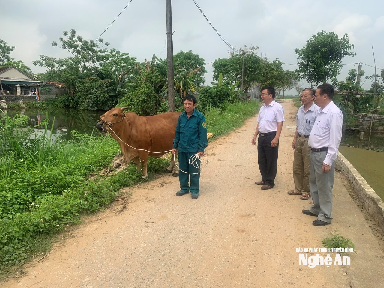 Tặng bò hỗ trợ sinh kế cho nạn nhân bị nhiễm chất độc da cam _Dioxin