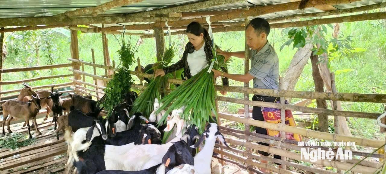 hộ anh Kha Văn Tha bản Quang Yên xã Tam Quang chăm sóc đàn vật nuôi ngăn ngừa dịch tả lợnc hâu phi
