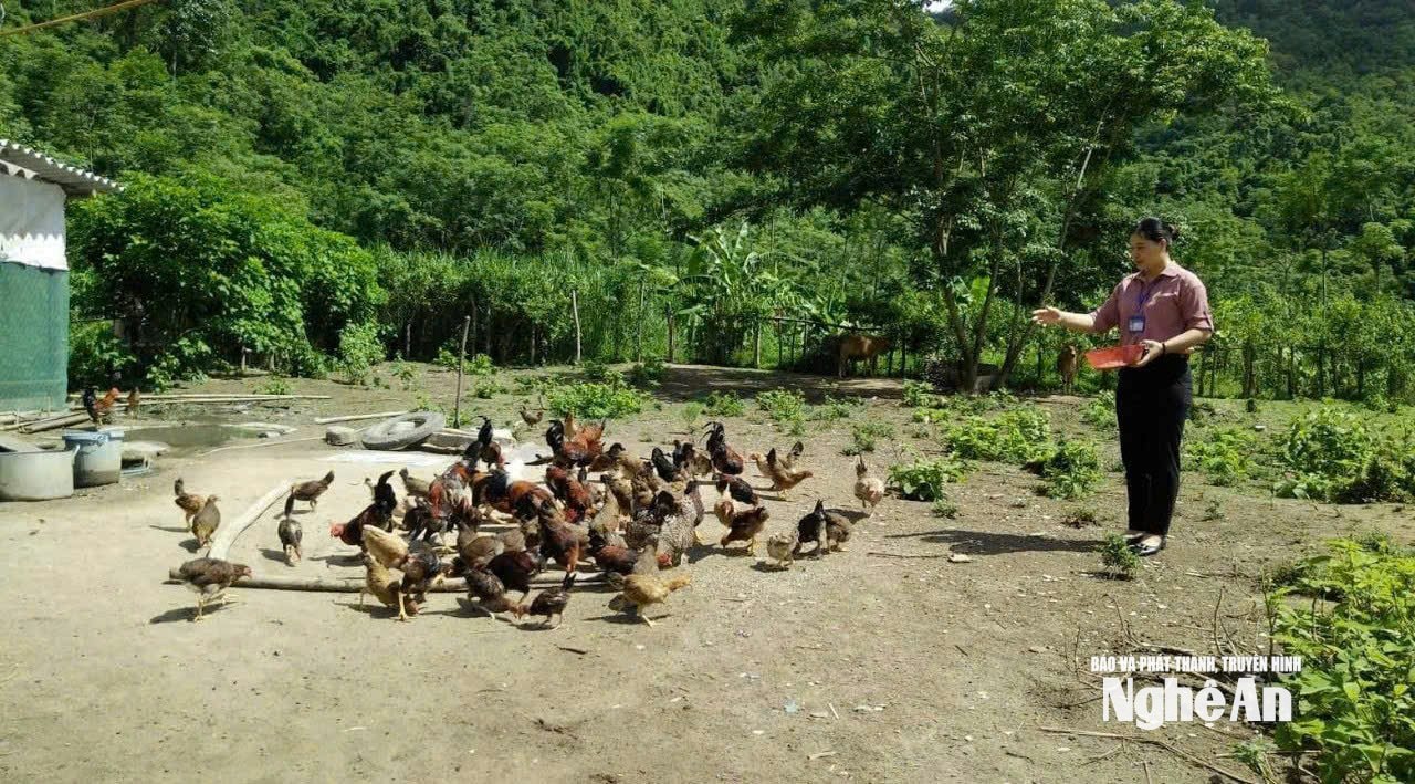 hộ anh Kha Văn Tha bản Quang Yên xã Tam Quang chăm sóc đàn vật nuôi