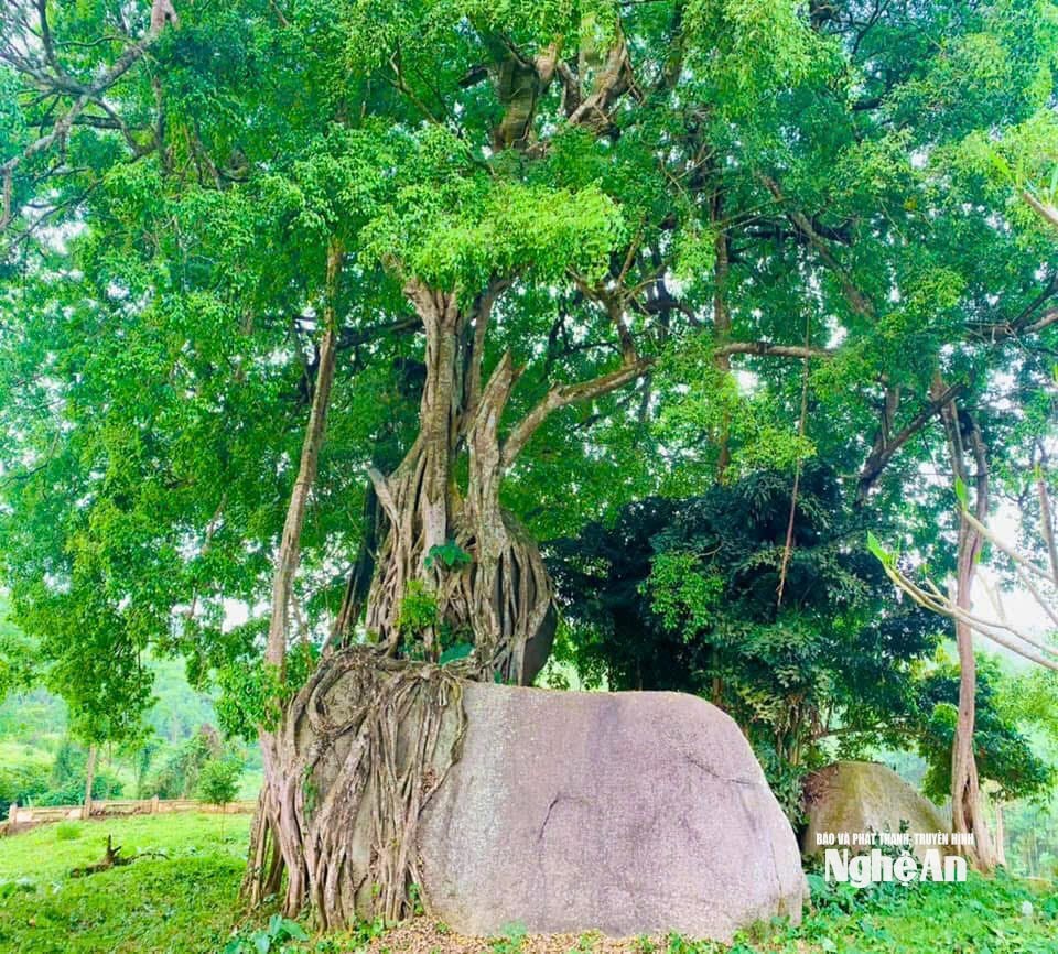 bna_sanh.jpg