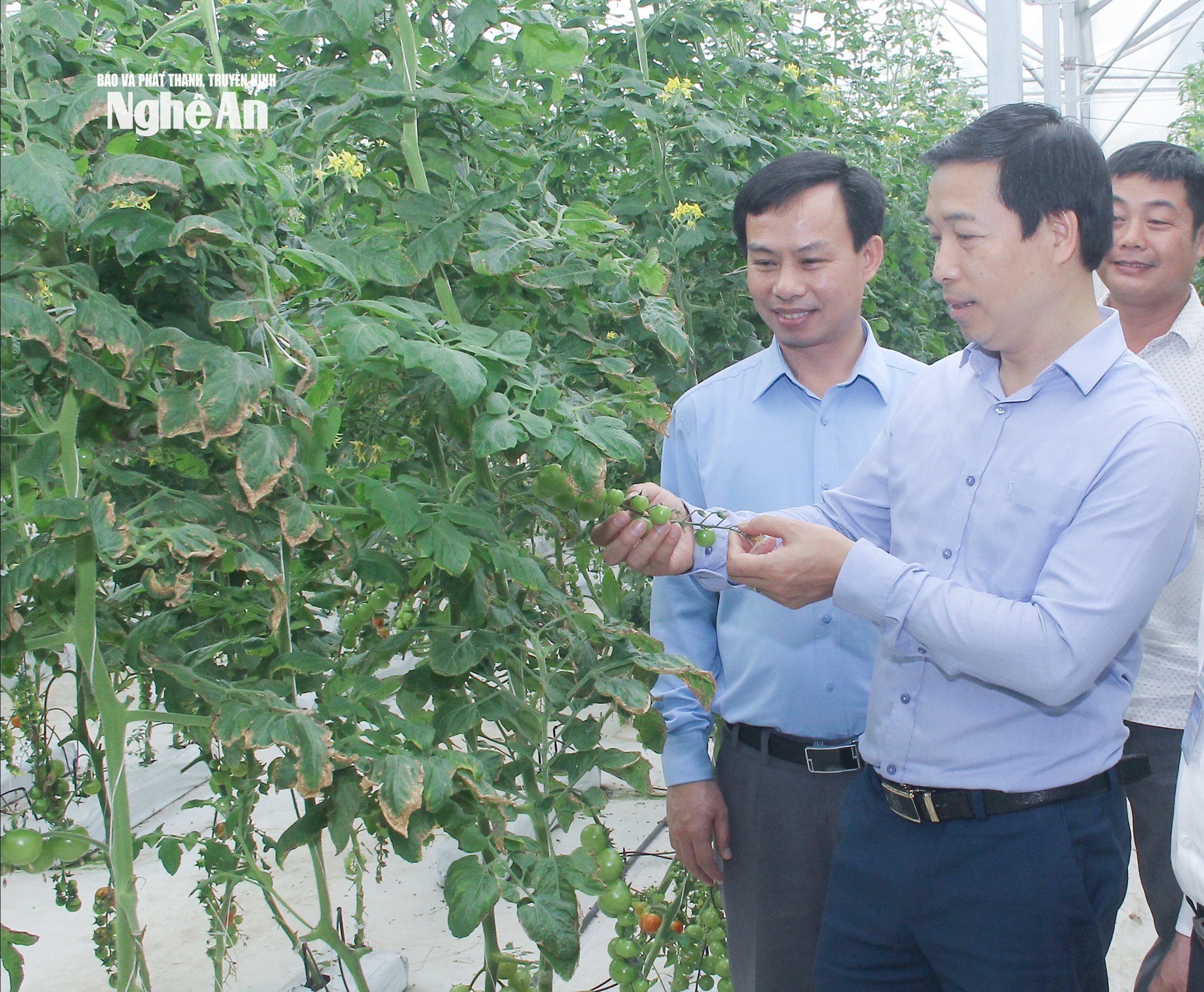 Lãnh đạo xã Đông Hiếu tìm hiểu mô hình nông nghiệp công nghệ cao trên địa bàn. Ảnh Mai Hoa
