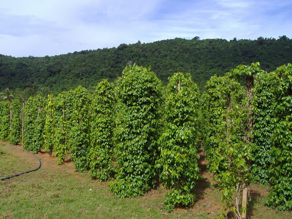 Giá tiêu hôm nay 14/8: Trong nước giữ giá, Brazil giảm mạnh