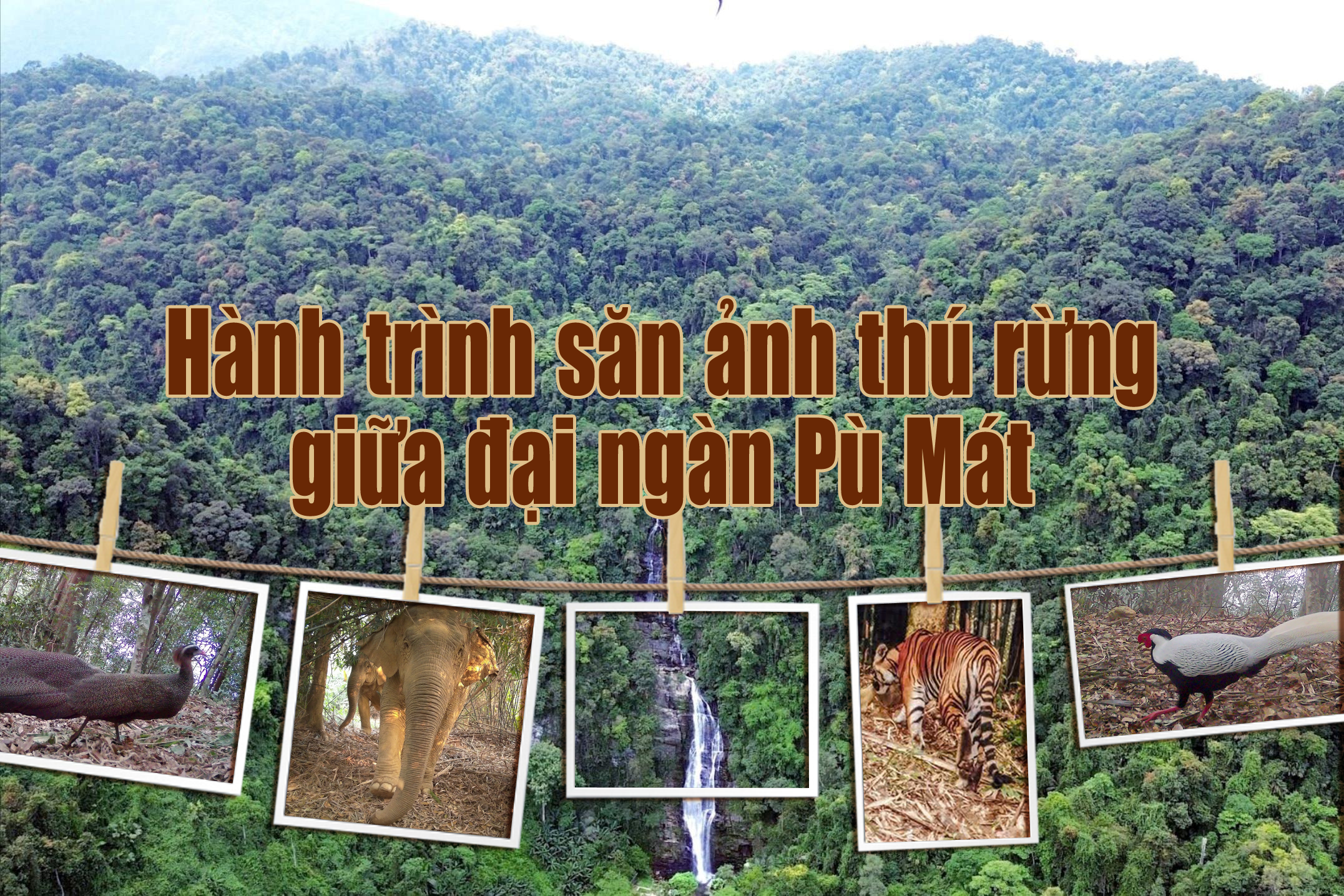 Tieu de