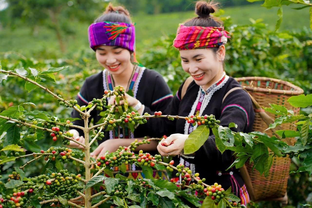 Giá cà phê hôm nay 15/8: Tăng dữ dội chưa từng có
