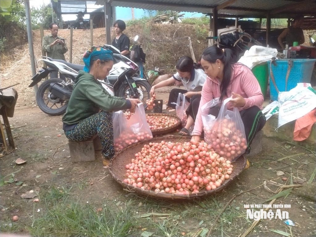 van truong m3456