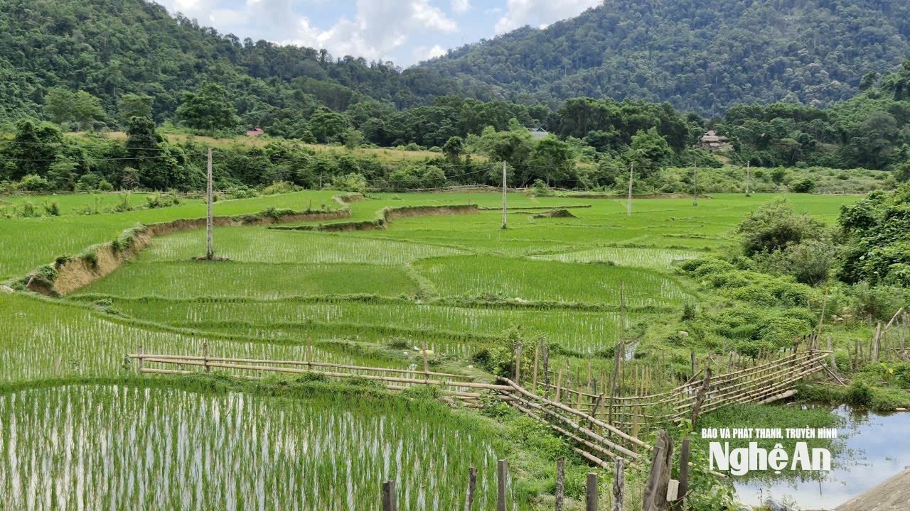 Cánh đồng lúa duy nhất của đồng bào Đan Lai bản Búng. Ảnh: Nhật Lân